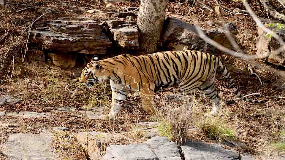 Tips for Wildlife Viewing and Watching in India