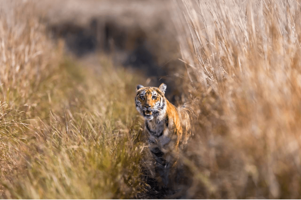 Ultimate Tiger Tours India