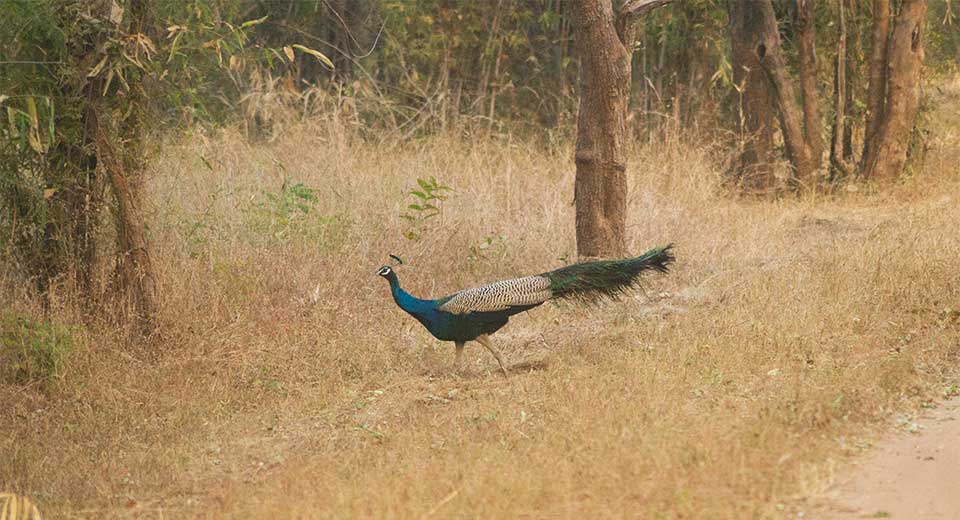 Weather of Bandhavgarh