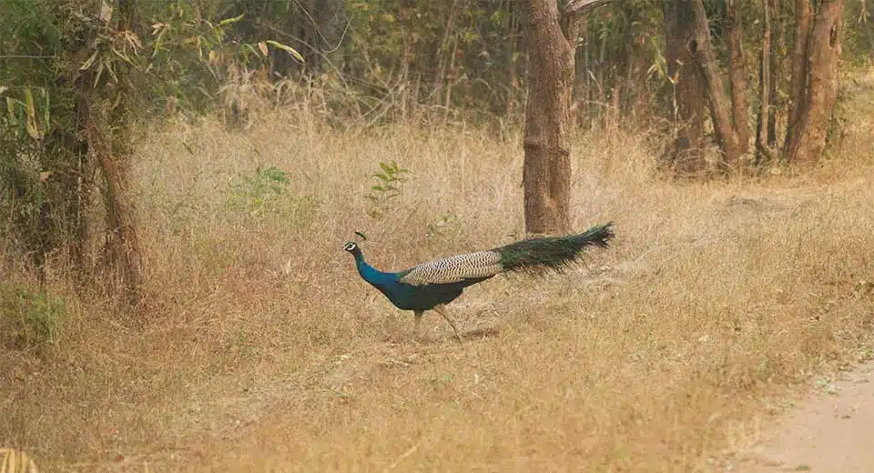 A vibrant peacock walking gracefully through a dry, grassy area in the forest, with trees and foliage in the background. The peacock's iridescent blue neck and long tail feathers stand out against the muted earthy tones of the environment.