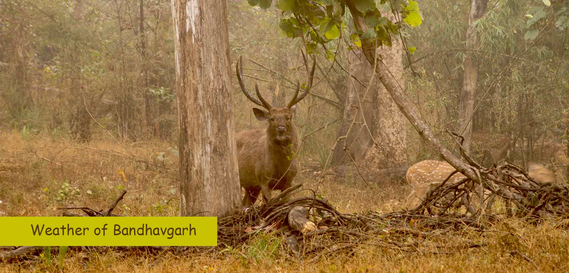 Weather of Bandhavgarh National Park