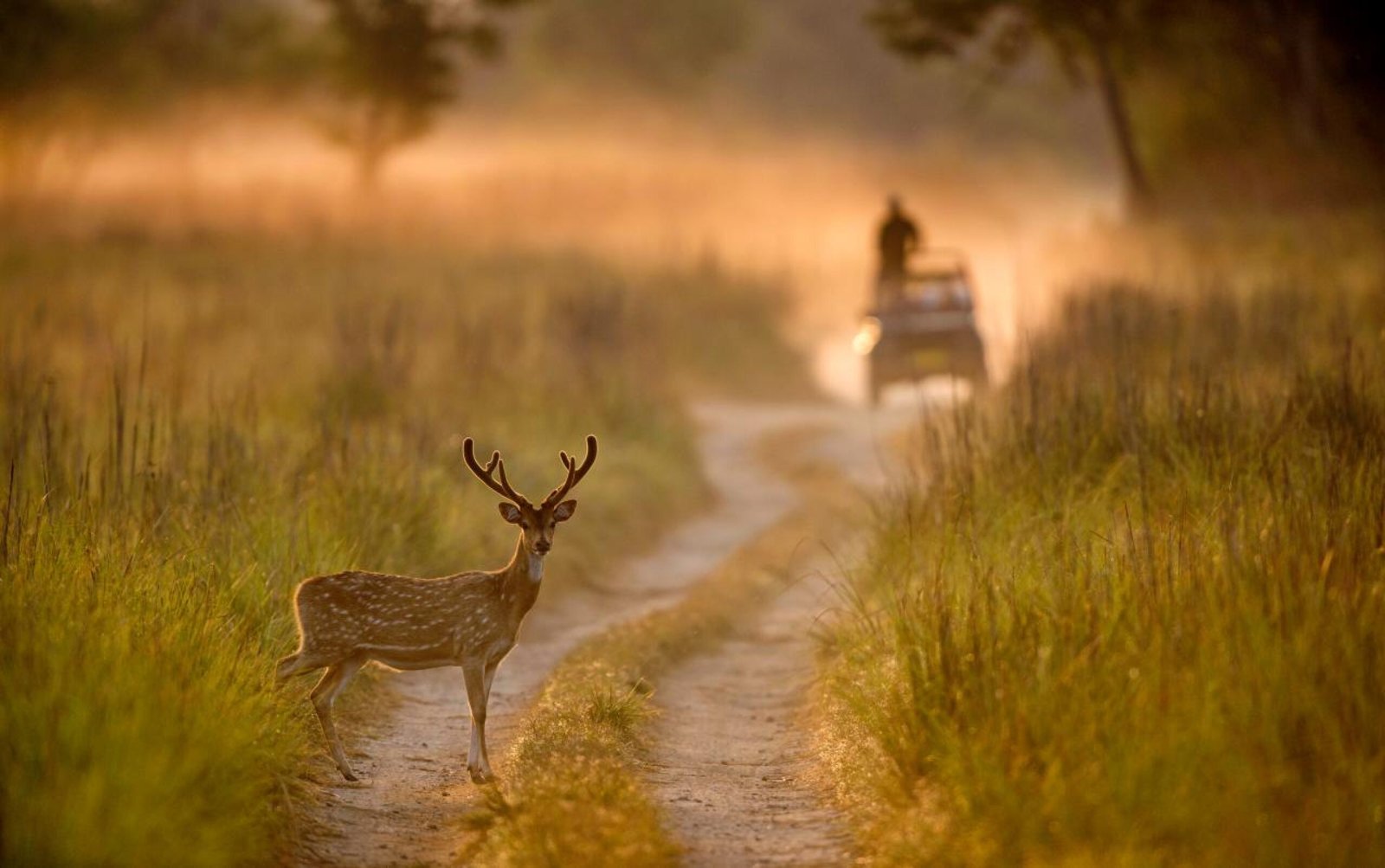 Wildlife safaris in India - All 9 types and how to select as per you destination