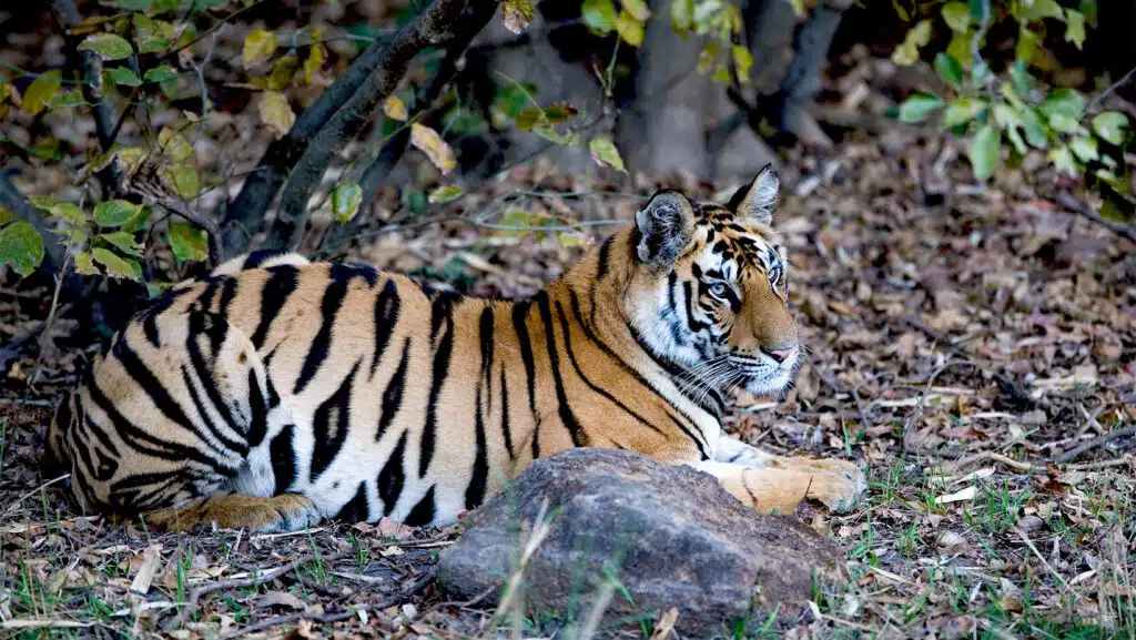 Wildlife Tour Packages India - A tiger relaxing in a natural habitat.
