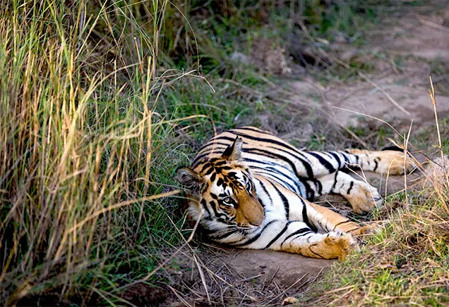 A Bengal tiger is lying on a dirt path surrounded by tall grass, resting with its head down and looking forward. The setting suggests a natural, grassy habitat.