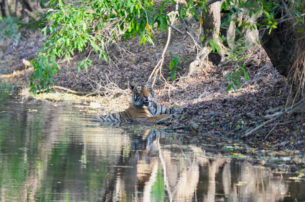 This image shows a Bengal tiger cooling off in a forest pool, partially submerged with its front legs on the bank. Surrounding green foliage and dried leaves suggest a natural habitat, with the tiger's reflection visible on the calm water. A small bird perches in the background, adding to the wilderness feel.